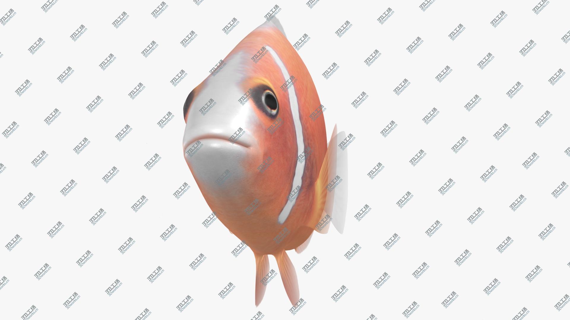 images/goods_img/202105074/Pink Skunk Clownfish Animated model/4.jpg